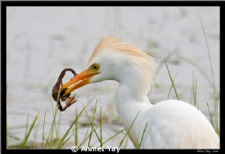 The cattle egret with frog by Ahmet Yay 